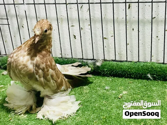 طرف شوشه وجمه للبيع