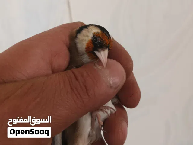متاح حسون فحل مسكر بصلاه ع النبي