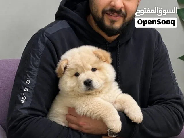 كلاب وجراء متنوعه ..للحراسه...والمنزل والاطفال .مع جميع المطاعيم اللازمه..متوفر مستلزمات الكلاب