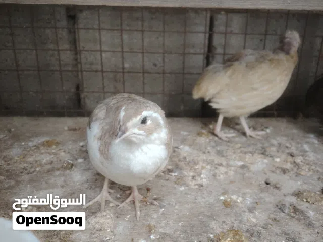 فحله سمان للبيع شوف لوصف