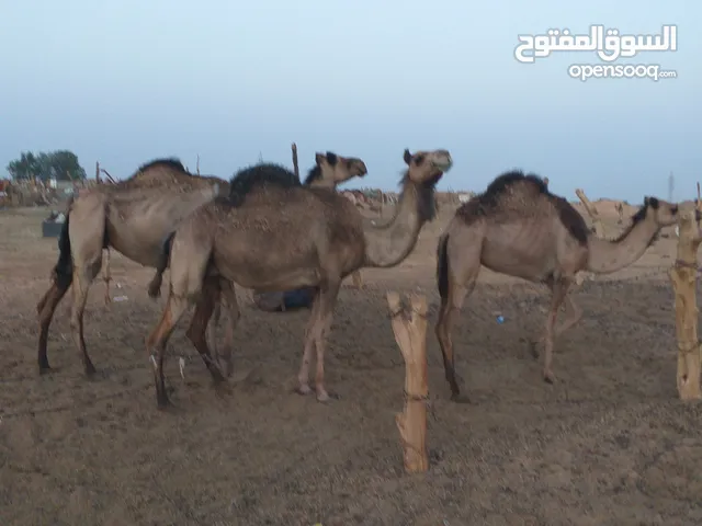ابل للبيع مكان سبها