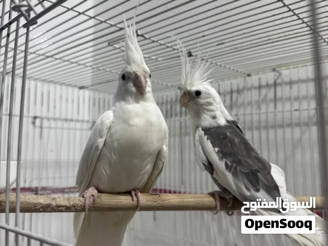 للبيع جوز كروان نثية البينو وذكر بايد
