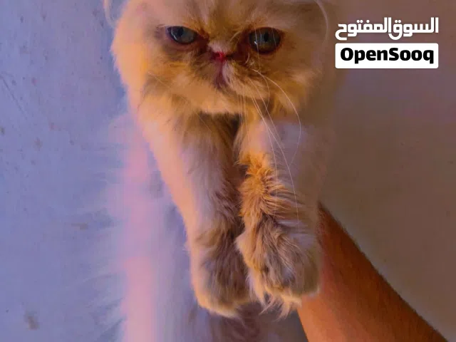دكر شيرازي بيكي فيس العمر 5شهور متعود ع لتر بوكس وناشط يحب للعب