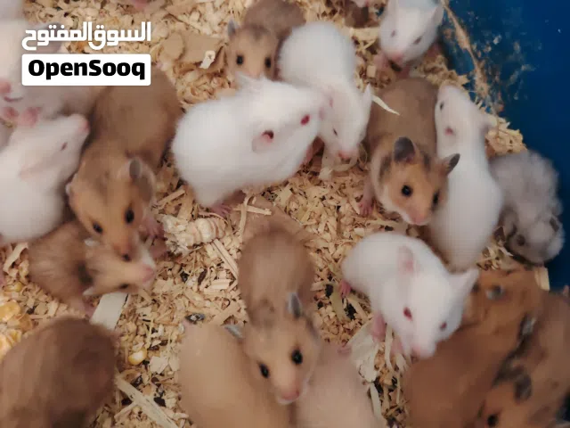 هامستر جمله ومفرق إناث ذكور معاشير مولدات كل مايلزم