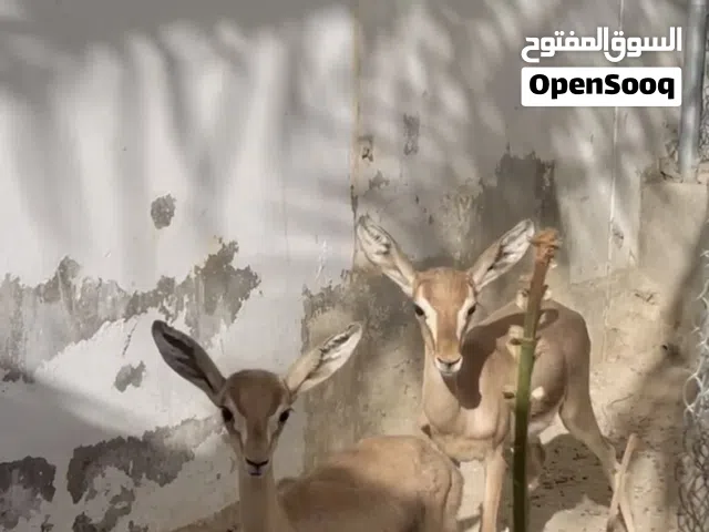 زوج غزال الديماني