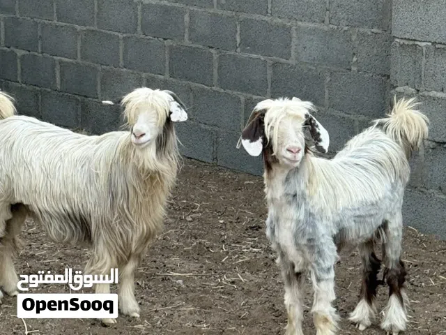 حلال رحبي اصل