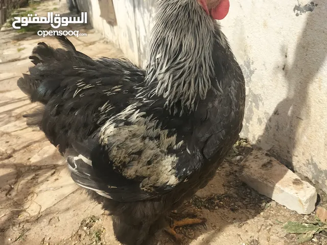 دجاج براهما