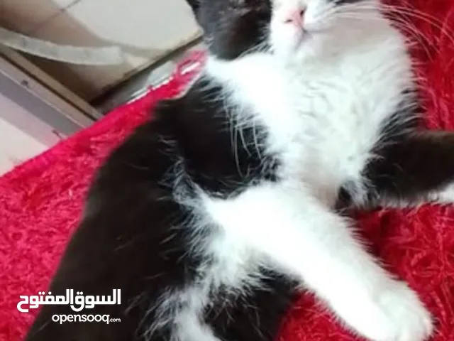 قطط للتبني