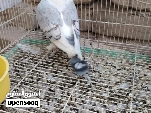 نثية ستلايت وزوج لوت