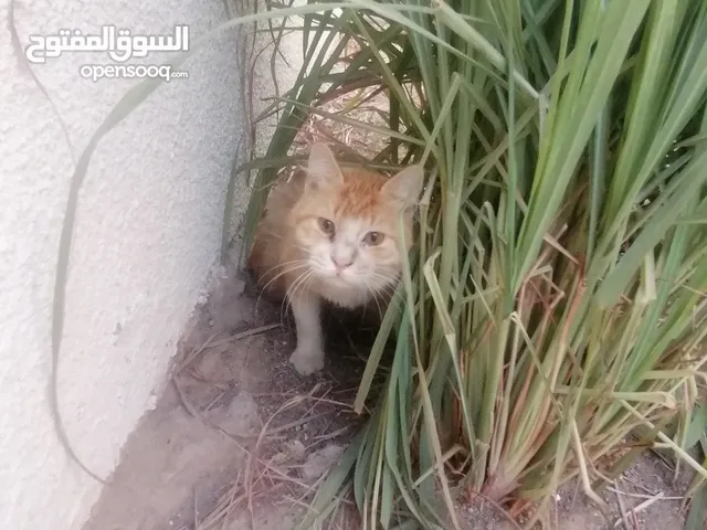 قط رجله مشلوله ربما لسبب جديد يحتاج للعلاج.. للعلاج او التبني او الاثنين معا