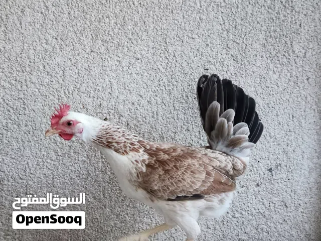 متاح سيت دندراوي خط اول   خوان الي  مايعرف اسعارهن لا خابرني فدوه