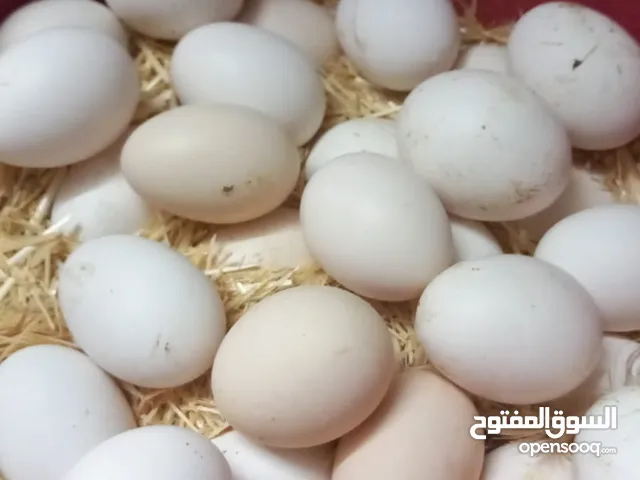 بيض مخصب للبيع
