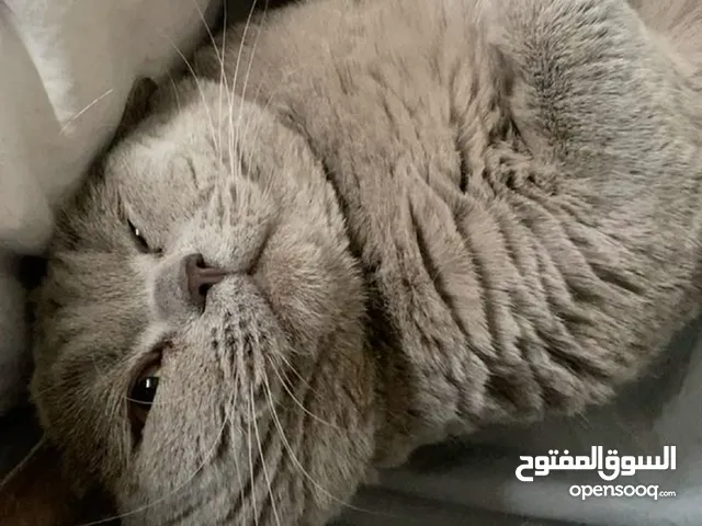 قط سكوتش للبيع