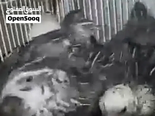 عرض بيع دجاج سمان بياض مضمون كل يوم بيضه احجام مشاءالله  الموقع صنعاء بياض مضمون تشل الانثى محمل الب