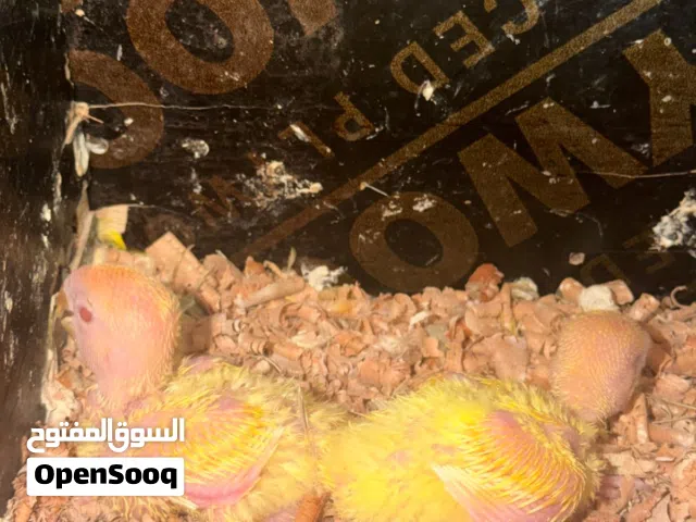 Orange Hood Hollande Love Bird Red Eye Chicks(Rose) per piece 100Aed,100 درهم إماراتي للقطعة الواحدة