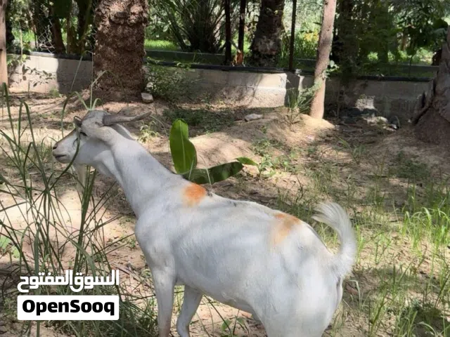 جدايه صوماليات للبيع