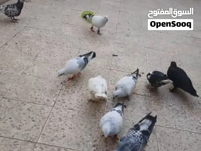 حمام مشكل للبيع بالرياض مخرج 18