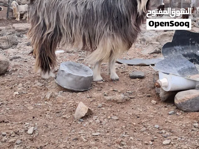 اغنام للبيع اضاحي او لتربيه سمان ماشاء الله