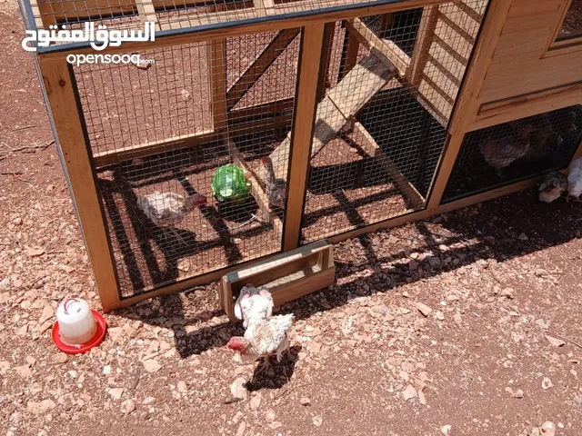 معالف دجاج خشبية - صناعة يدوية
