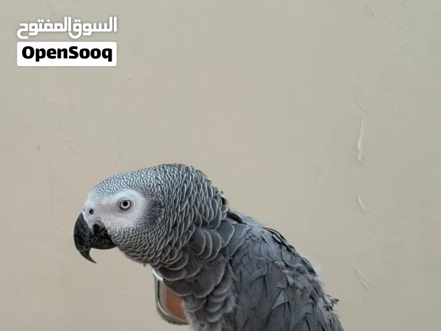 كاسكو شبه اليف