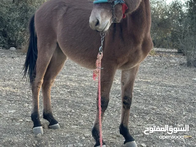 بغل للبيع  في السلط