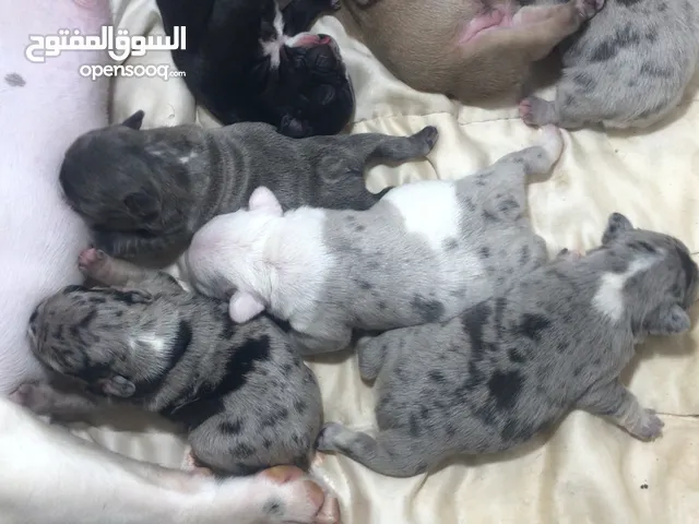 French bulldog بول دوج فرنسي