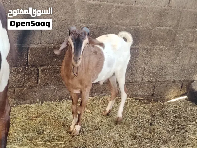 للبيع سخل اثيوبي
