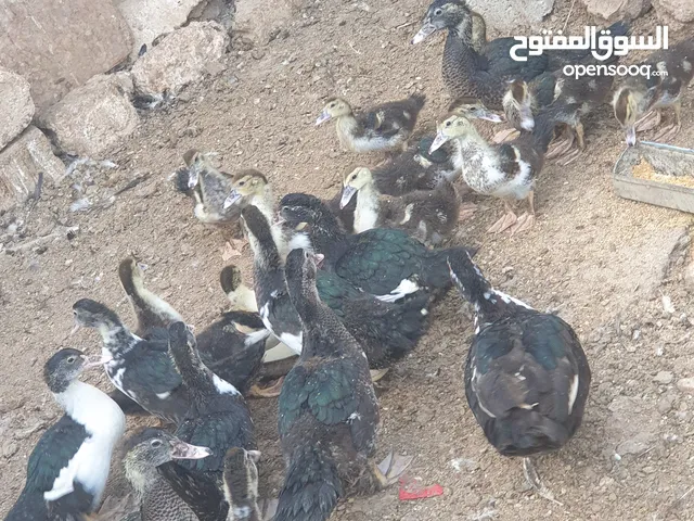 بط للبيع اعمار مختلفة