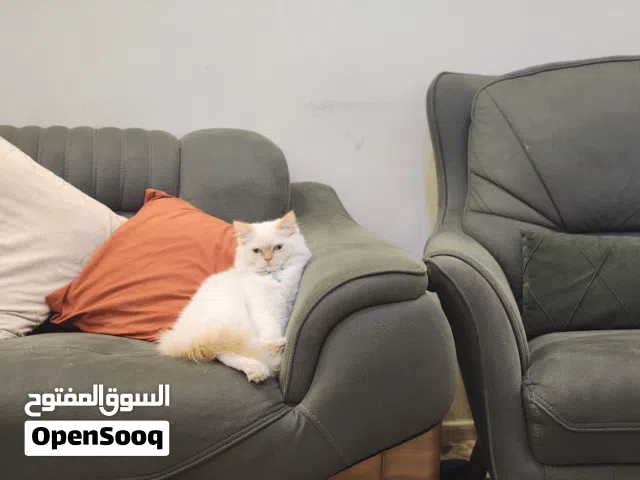 قط هملايا نوع اورنج