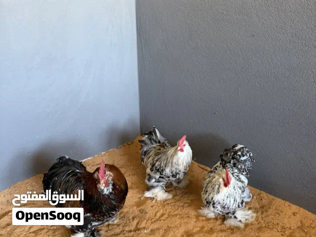 ثلاثه فراريج مشاء الله