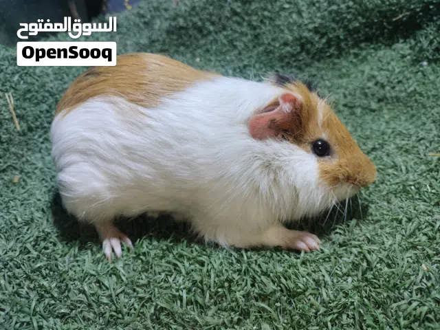 هامستر غنيا بيج ولد في حلوان