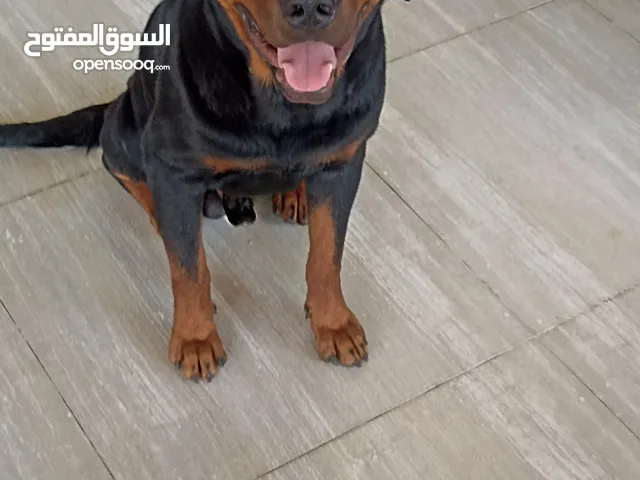 كلب روت للجواز