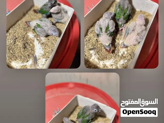 افراخ كنيور جازات للزق انتاج عراقي
