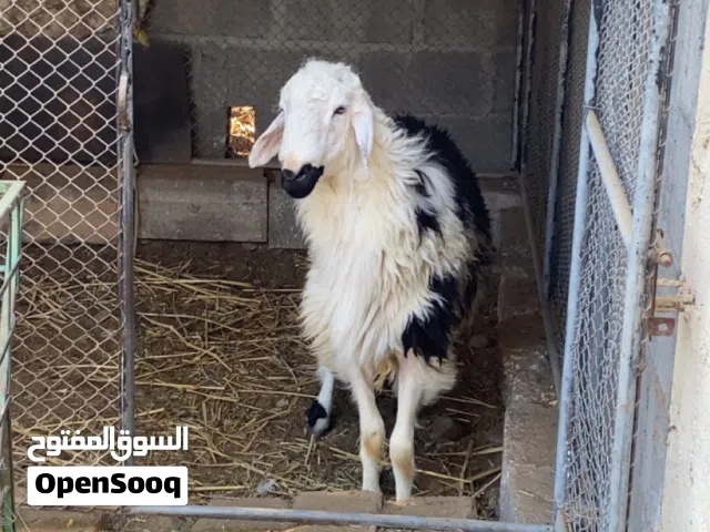 للبيع الوصف مهم