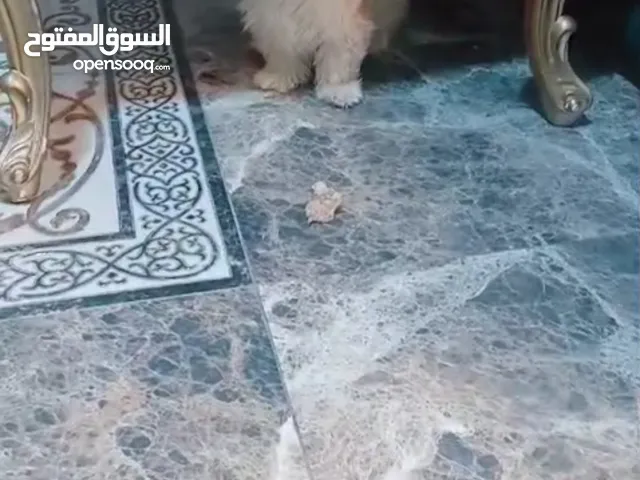 انثى فرنسيه معشره وصحتها ممتازه مطعمه مطعومين ومعها لتر بوكس وعطر وشامبو عمرها 12 شهر لعوبه وهاديه و