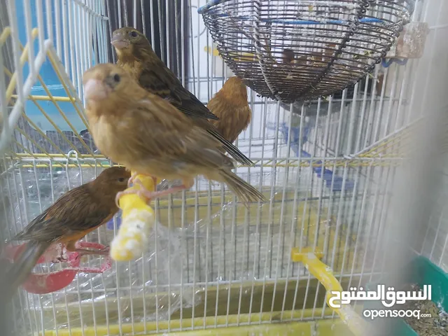 طيور كنار كناري نحاسي و ماوردي نخب من اندر الالوان واجملها