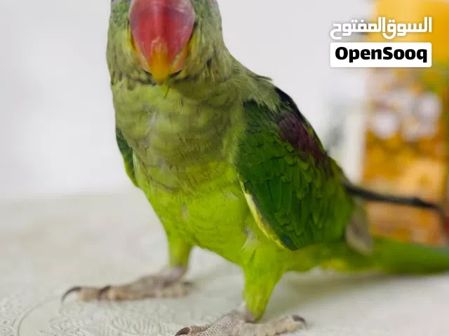 فاقد طير نيبالي