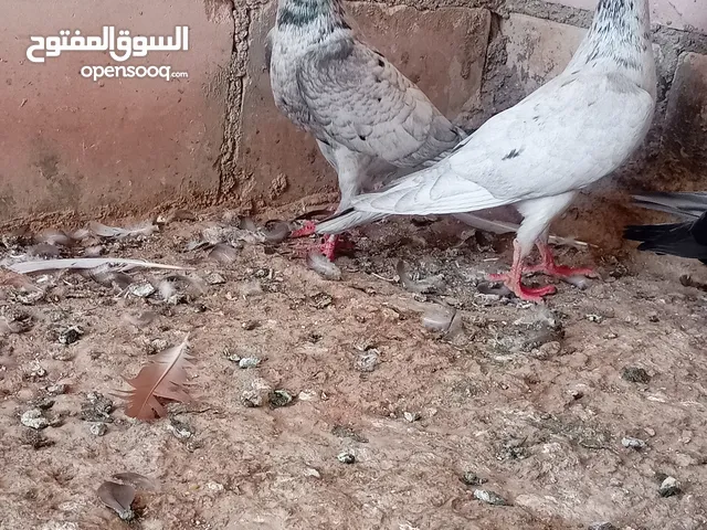 جوز جلوفت قراقطه