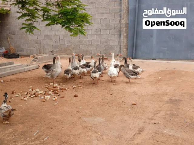 اقرا الوصف  بسم الله مشاءالله وز للبيع
