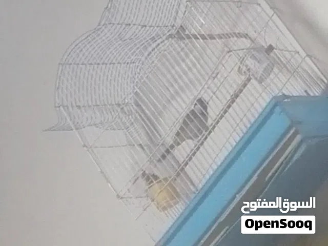 بلبل طير حايل طير كلش حلو
