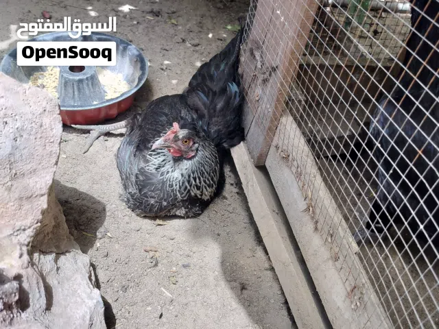 دجاج بياض العمر تقريبا 7 شهور