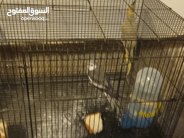 للبيع زوج كوكتيل ممتاز بمواصفات في الوصف