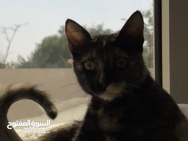 kitten for adoption , قطة للتبني