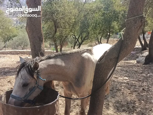 حصان ذكر عمره سنه وشهرين ما شاء الله