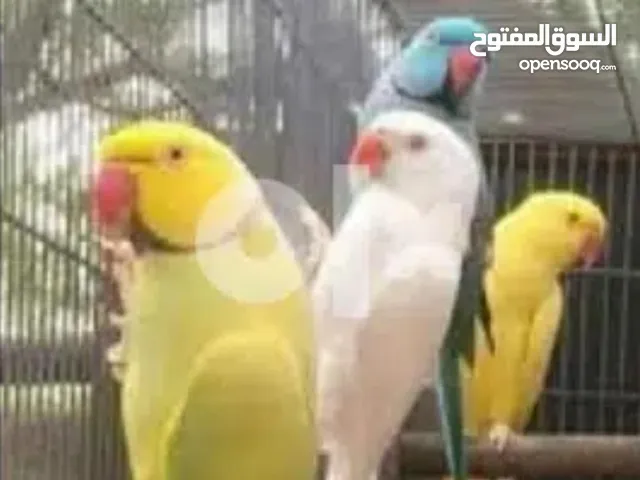 مطلوب مطلوب لوري او متو اليف و متكلم مايهم سعرر