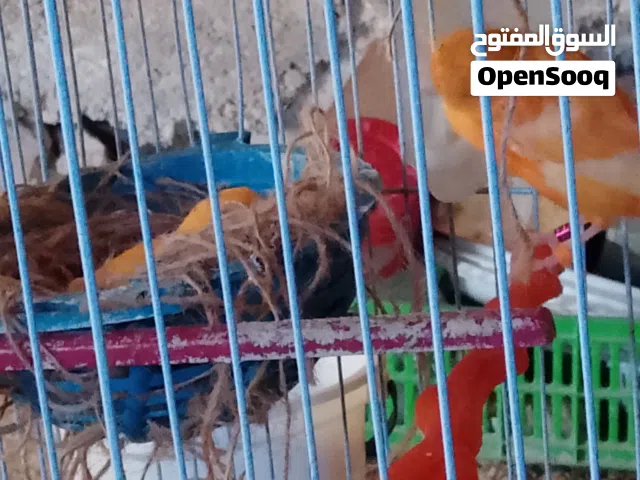 جواز كنار للبيع