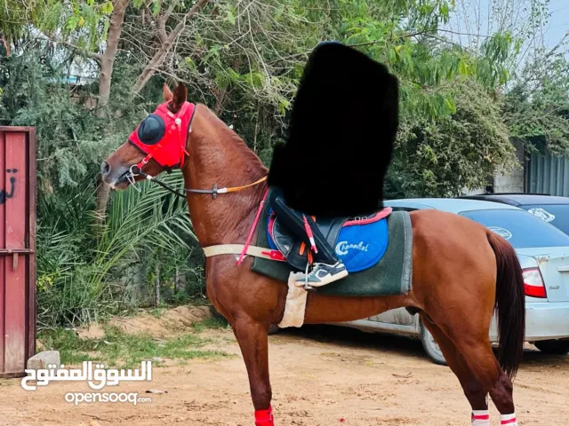 حصان عربي موليد 2018