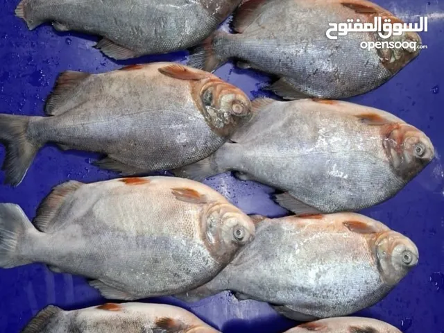 مطلوب ممول مالي لمشروع استيراد و تصدير الاسماك المجمدة للعراق و مصر