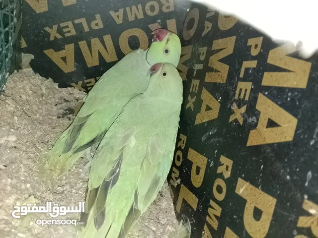 للبيع زوج دره+زوج فيشر+زوج بادجي +ذكرين كوكتيل اقراء الوصف