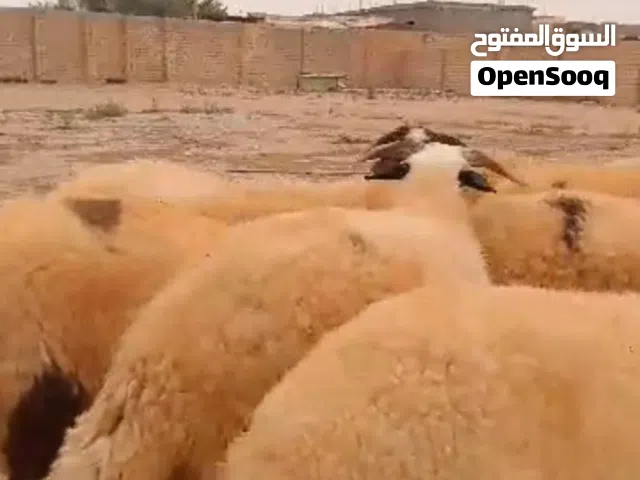 حولي ثلوثي ماشالله العلفة شعير بس